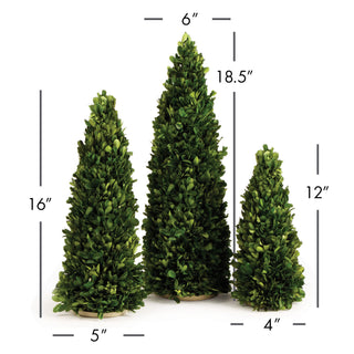 BOXWOOD MINI TREES, SET OF 3