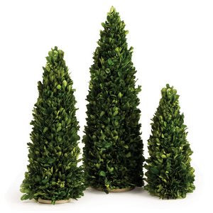 BOXWOOD MINI TREES, SET OF 3