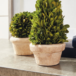 BOXWOOD TOPIARIES IN POTS, SET OF 5