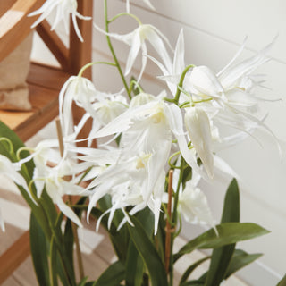 SPIDER ORCHID DROP-IN 44"