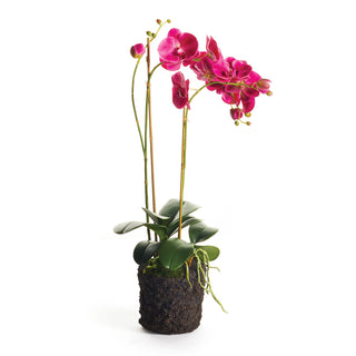 PHALAENOPSIS X 2 DROP-IN 29"