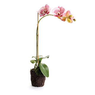 PHALAENOPSIS DROP-IN 21"