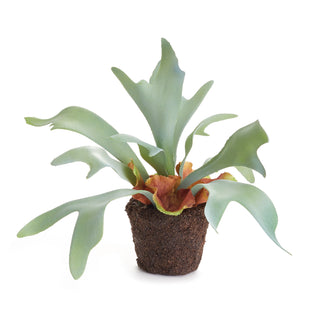 STAGHORN FERN DROP-IN 9"