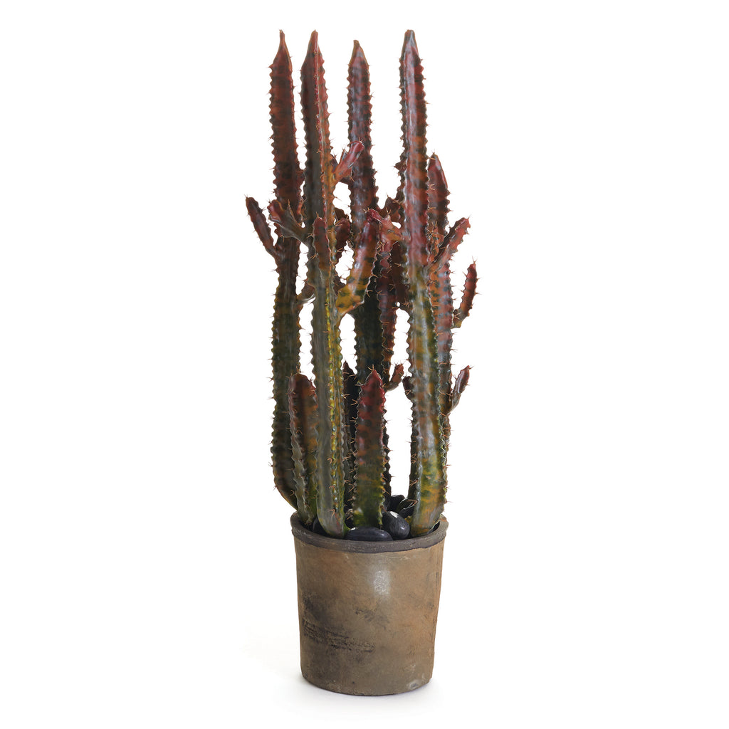 SPURGE CACTUS POTTED 27