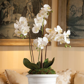 PHALAENOPSIS ORCHID DROP-IN 30"