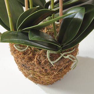 PHALAENOPSIS ORCHID DROP-IN 30"