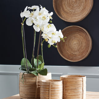 PHALAENOPSIS ORCHID DROP-IN 30"