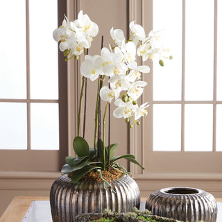 PHALAENOPSIS ORCHID DROP-IN 30"