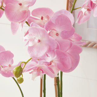 PHALAENOPSIS ORCHID DROP-IN 30"