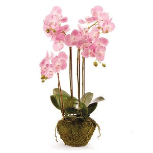 PHALAENOPSIS ORCHID DROP-IN 30"