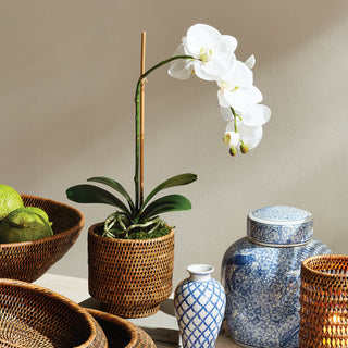 PHALAENOPSIS ORCHID DROP-IN 15"