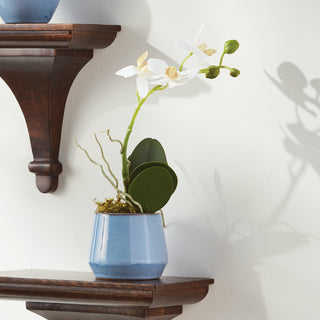 PHALAENOPSIS ORCHID DROP-IN 15"