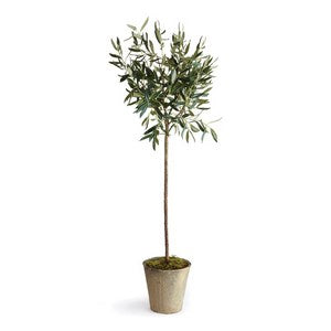 OLIVE TREE POTTED 46"