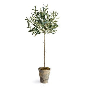 OLIVE TREE POTTED 30"