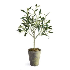 OLIVE TREE POTTED 17"