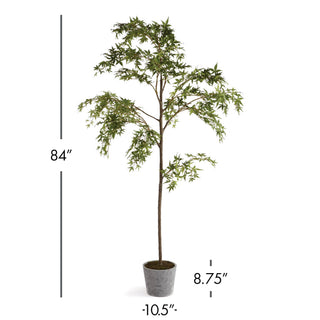 MAPLE TREE IN POT 84"