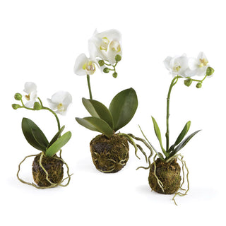 PHALAENOPSIS ORCHID DROP-INS, SET OF 3