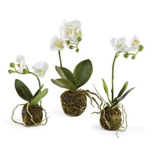 PHALAENOPSIS ORCHID DROP-INS, SET OF 3