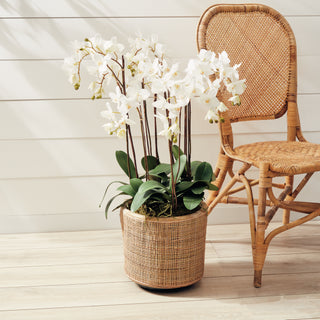 PHALAENOPSIS ORCHID DROP-IN 36"