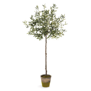 OLIVE TREE IN MOSS POT 69"