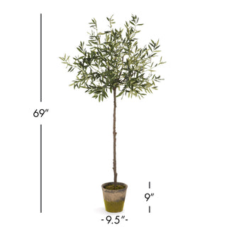 OLIVE TREE IN MOSS POT 69"