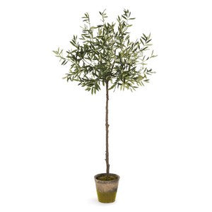 OLIVE TREE IN MOSS POT 69"