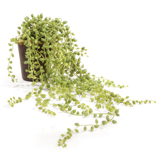 STRING OF PEARLS DROP-IN 17"