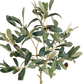OLIVE TREE WITH FRUIT IN POT 19.5"