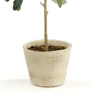 OLIVE TREE WITH FRUIT IN POT 19.5"