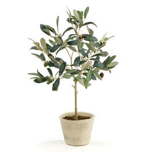 OLIVE TREE WITH FRUIT IN POT 19.5"