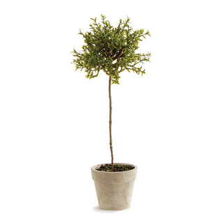 THYME TOPIARY 13"