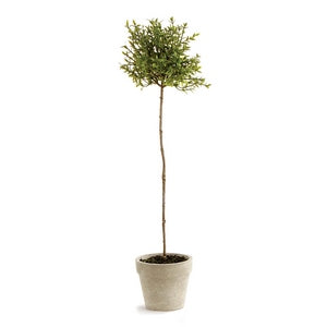 THYME TOPIARY 16"