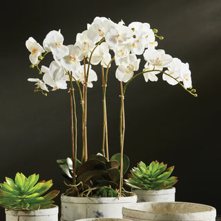 PHALAENOPSIS ORCHID BOWL DROP-IN 25"