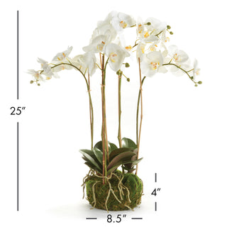 PHALAENOPSIS ORCHID BOWL DROP-IN 25"