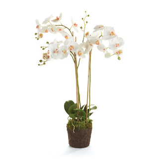 PHALAENOPSIS ORCHID DROP-IN 31"