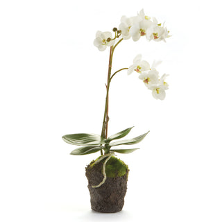 PHALAENOPSIS ORCHID DROP-IN 17"