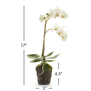 PHALAENOPSIS ORCHID DROP-IN 17"