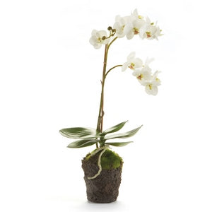 PHALAENOPSIS ORCHID DROP-IN 17"
