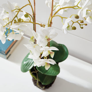 PHALAENOPSIS ORCHID DROP-IN 20"