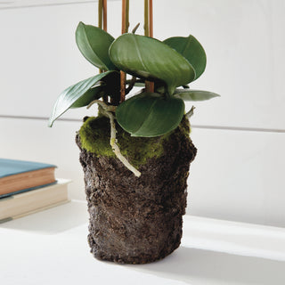 PHALAENOPSIS ORCHID DROP-IN 20"