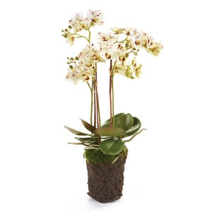 PHALAENOPSIS ORCHID DROP-IN 20"