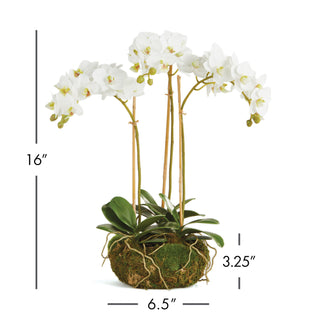 PHALAENOPSIS ORCHID MINI GARDEN DROP-IN 16"