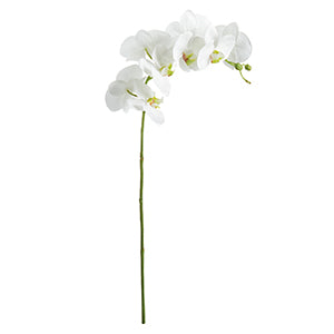 PHALAENOPSIS ORCHID STEM 28"