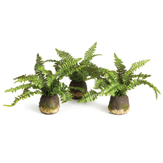 BOSTON FERN DROP-INS, SET OF 3