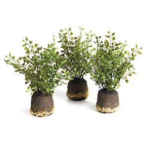 MAIDENHAIR DROP-INS, SET OF 3