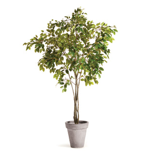 GRAND FICUS TREE DROP-IN 8'