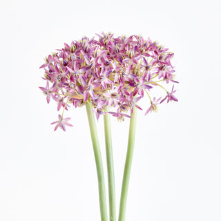 ALLIUM STEMS 19", BUNDLE OF 3