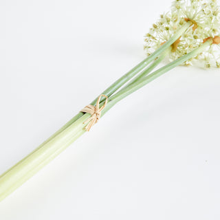 ALLIUM STEMS 19", BUNDLE OF 3