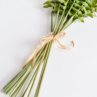 BOSTON FERN STEMS, BUNDLE OF 12