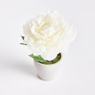 MINI PEONY POTTED 6.5" CREAM